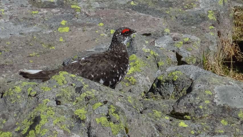 Bergvögel rund um den See
