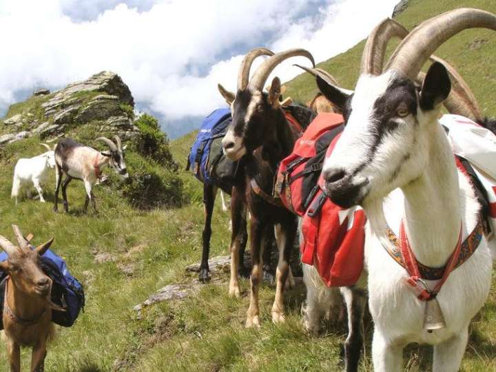 Packziegen-Trekking