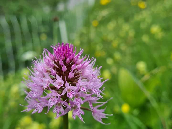 Flower Walks-App