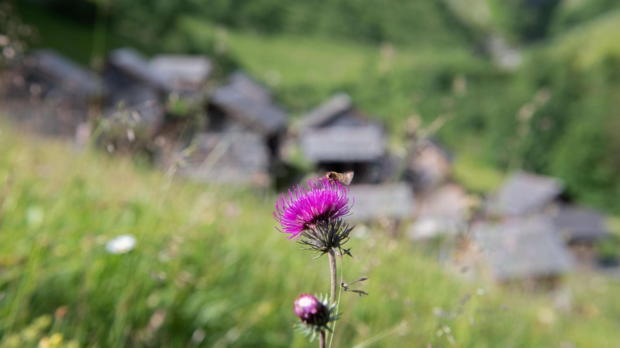 Blumenpfad auf der Tschinglenalp