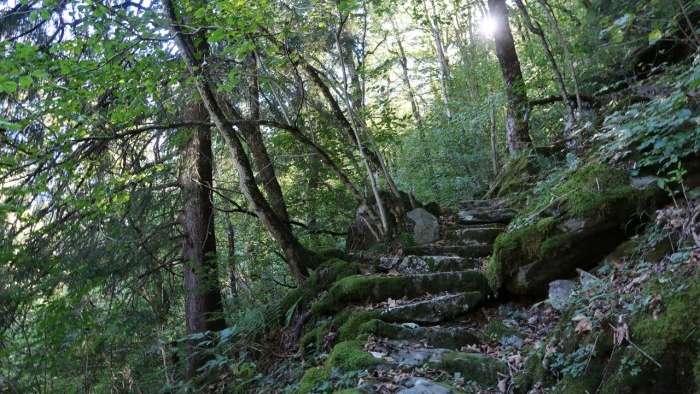 Waldreservat Gandwald