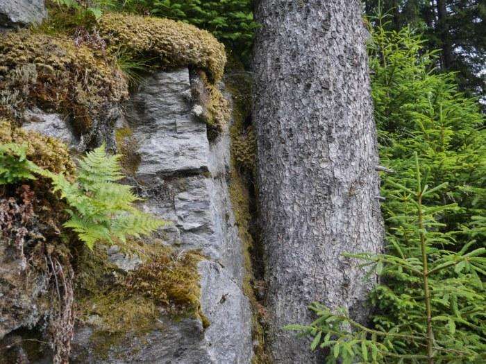 Waldreservat Glarner Wald