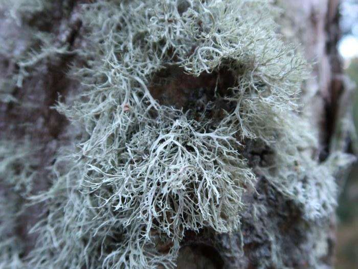 Waldreservat Chrampfegg-Sunnenspitz