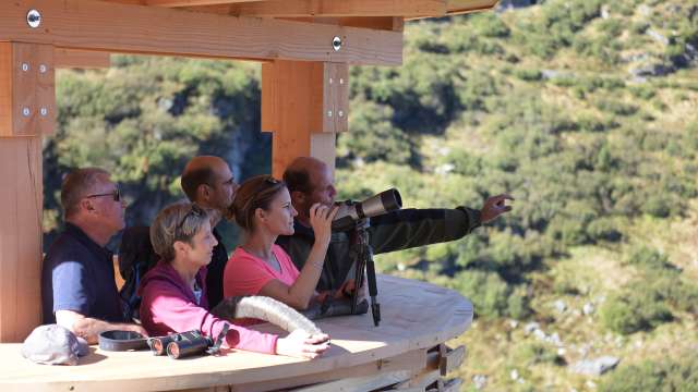 Geführte Wildbeobachtung für Gruppen