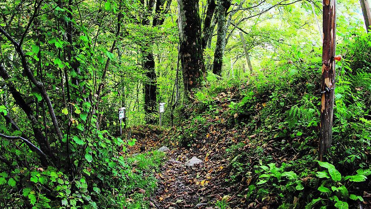 Waldlehrpfad Weissenberge-Matt