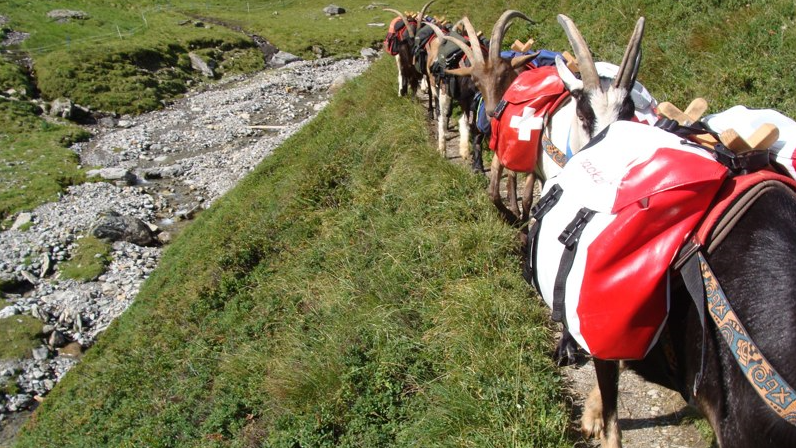 Packziegen-Trekking