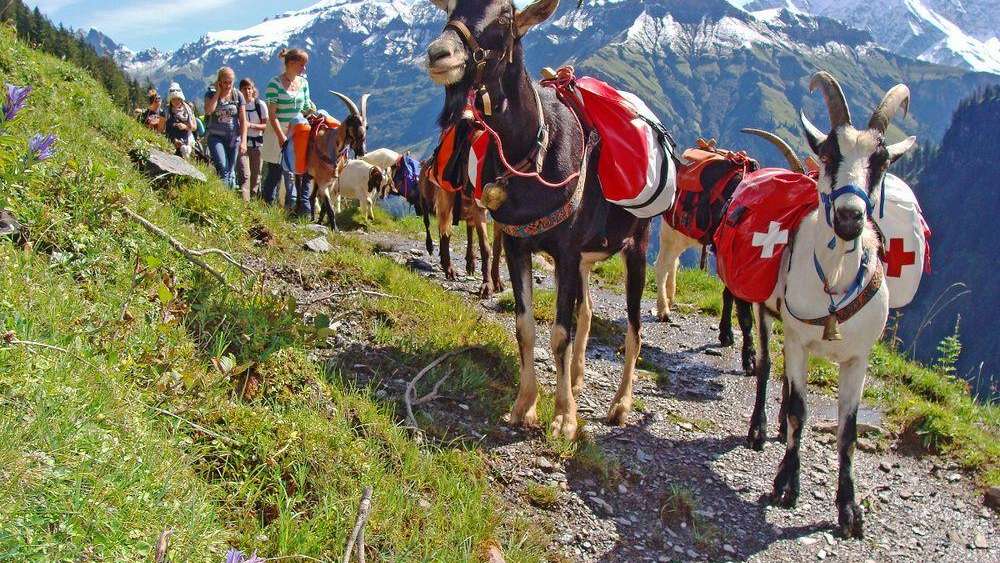 Übernachten unter dem Sternenhimmel - mit den Packziegen unterwegs