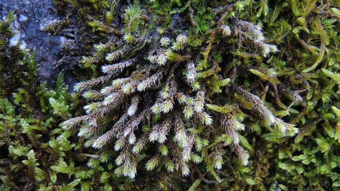 Mooslehrpfad Schlossbüchel