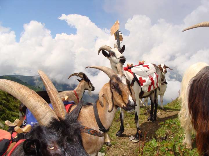 Wanderung mit den Packziegen