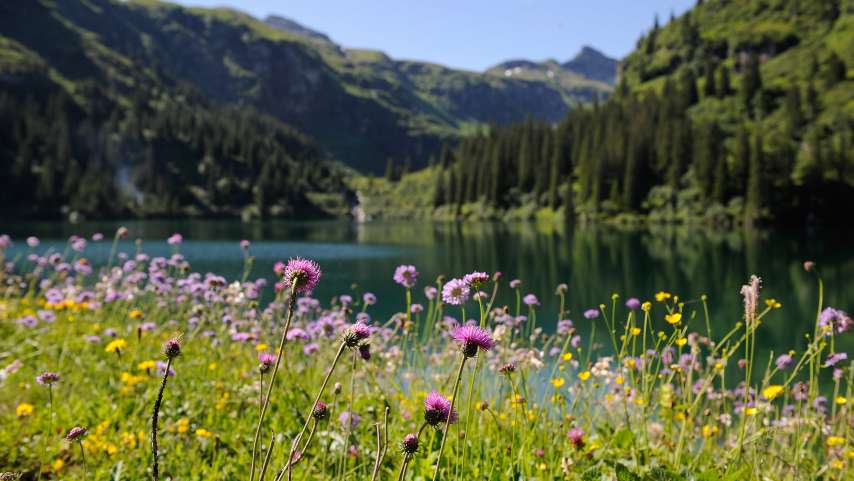 Botanik-Führung auf Mettmen